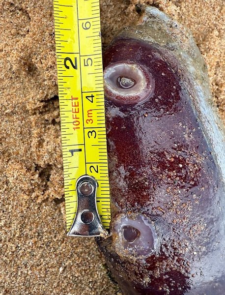 осьминог щупальца осьминог щупальца